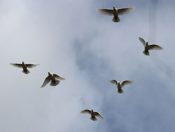 Doves in Flight Doves in Flight