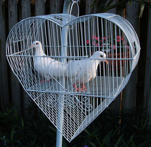 wedding doves in a cage