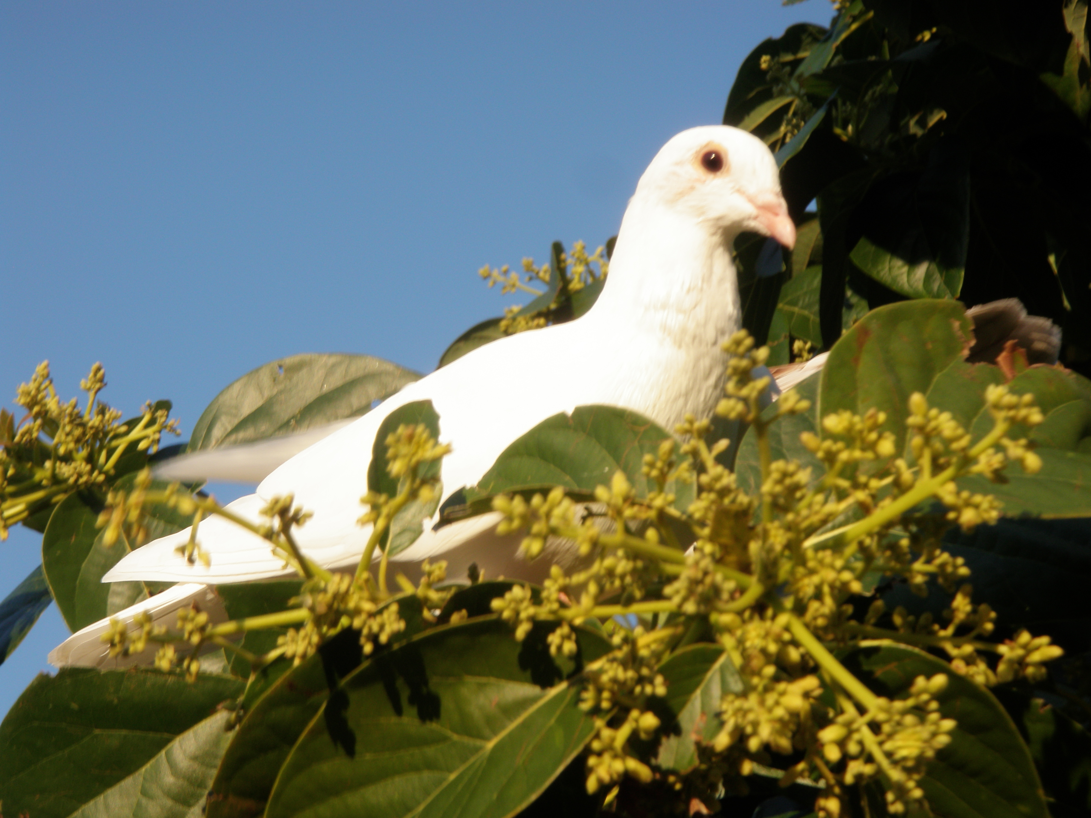 White Dove