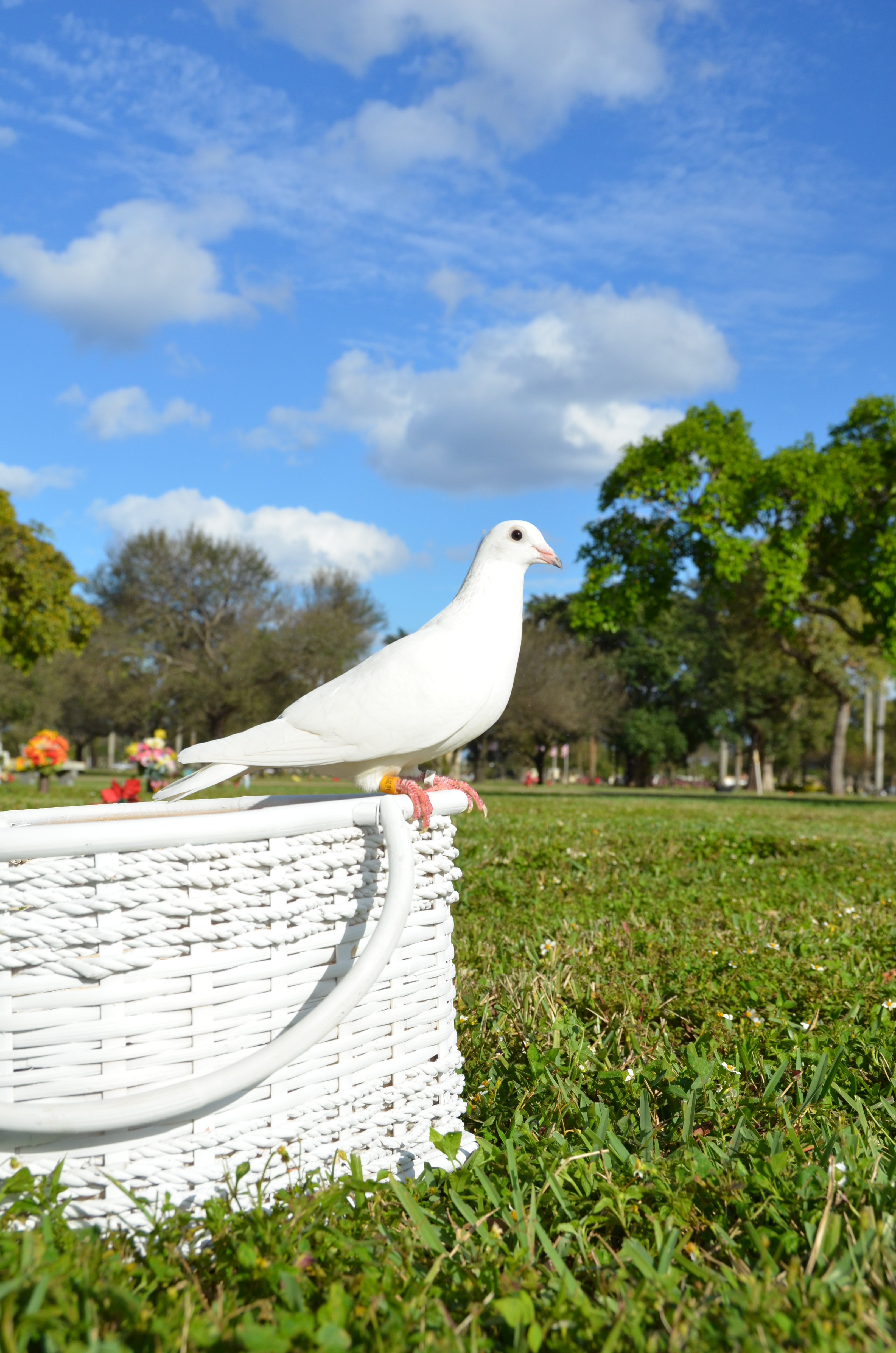 Dove at Cemetery