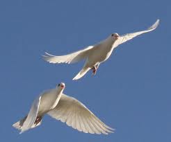 Dove release