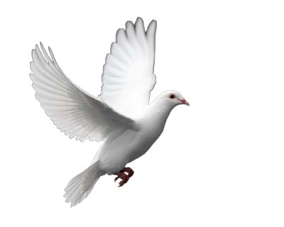 White dove release